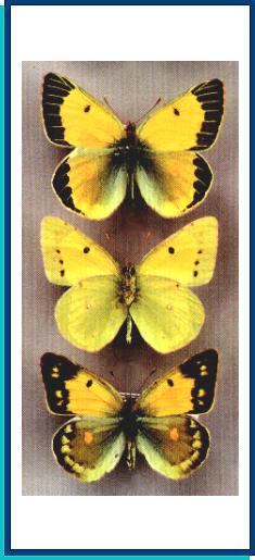 Colias chrysotheme 