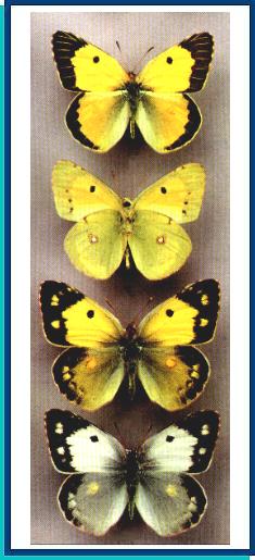 Colias crocea 