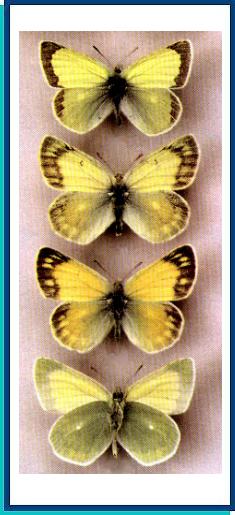 Colias marcopolo 