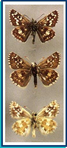  Pyrgus cinarae (Rambur, [1839]) 