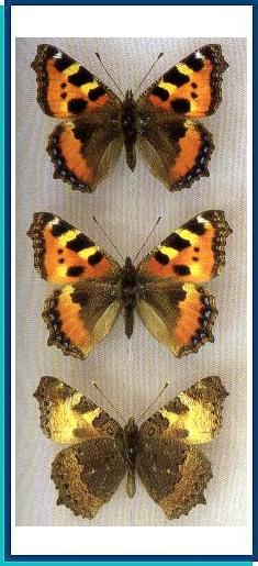  Aglais urticae (Linnaeus, 1758) 