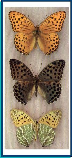  Argynnis zenobia Leech, 1890 