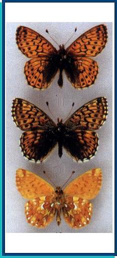  Boloria purpurea Churkin, 1999 