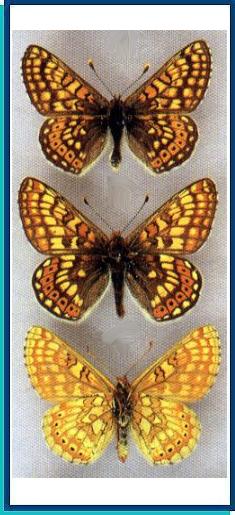  Euphydryas (aurinia) aurinia (Rottemburg, 1775) 