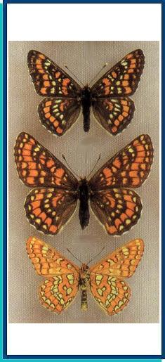  Euphydryas maturna (Linnaeus, 1758) 