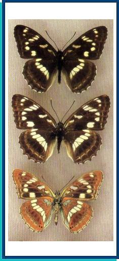   Limenitis amphyssa Menetries, 1859 