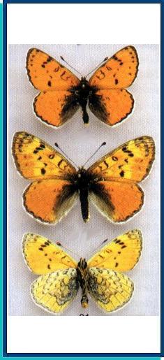  Melitaea alraschid Higgins, 1941 