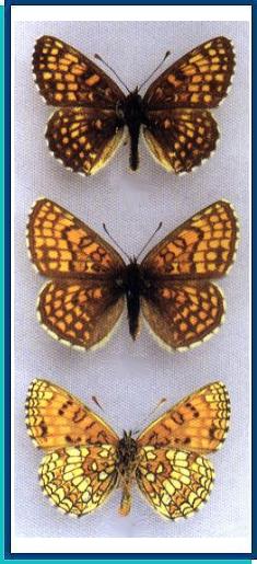  Mellicta athalia (Rottemburg, 1775) 