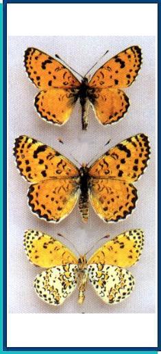  Melitaea (didyma) persea Kollar, [1849] 