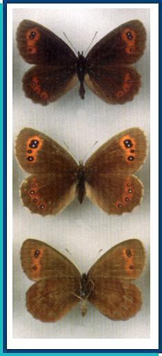   Erebia aethiops  (Esper, [1777])     