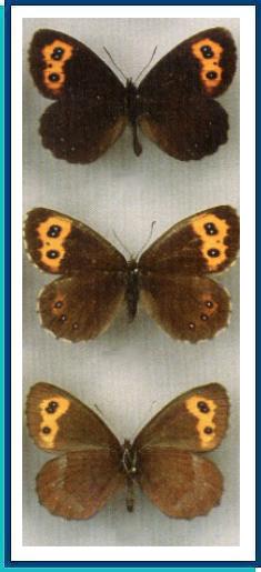    Erebia niphonica  Janson, 1877    