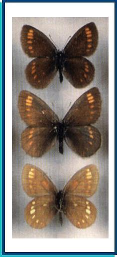     Erebia pawlowskii   Menetries, 1859   