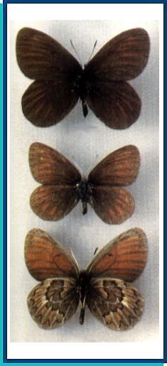    Erebia sibo   Alpheraky, 1881    