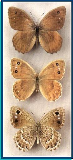   Satyrus amasinus   Staudinger, 1861     